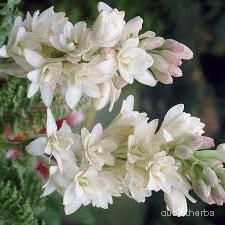 augmented_Polianthes tuberosa flower1_rotated_270.jpeg